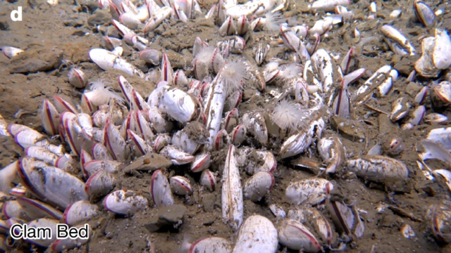 Bentuk kehidupan hewan laut dalam berupa kelompok bivalvia (kerang-kerangan) dalam jumlah yang sangat banyak di Palung Mariana. Foto: Nature