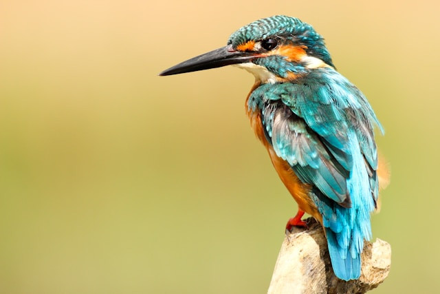 Burung Tercantik di Dunia. Foto hanya ilustrasi. Sumber foto: Unsplash/Boris