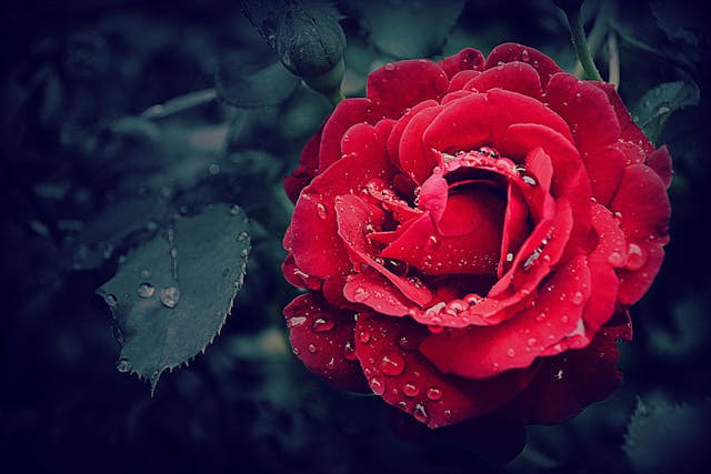Ilustrasi makna bunga mawar merah. Sumber: www.pexels.com
