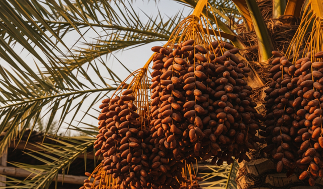 Dari Hafal Harga, Rasa, Hingga Berat Netto: Pengalaman 9 Tahun Jualan Kurma