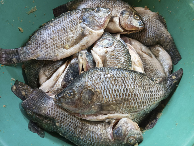 Ilustrasi ikan mujair. Foto: Shutterstock