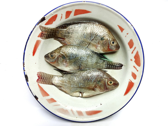 Ilustrasi ikan nila. Foto: Shutterstock