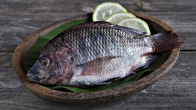 Ilustrasi ikan nila. Foto: Shutterstock