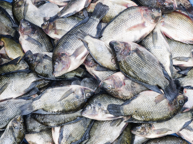 Ilustrasi ikan nila. Foto: Shutterstock