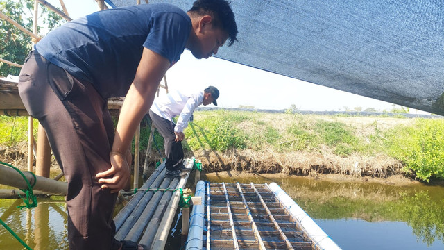 Budidaya Kepiting Soka di Lapas Terbuka Kendal