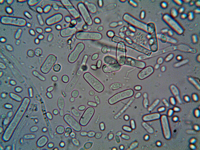 Ilustrasi Pembelahan Mitosis. Foto: Pexels/turek