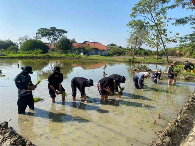 Penanaman Padi di Lapas Terbuka Kendal