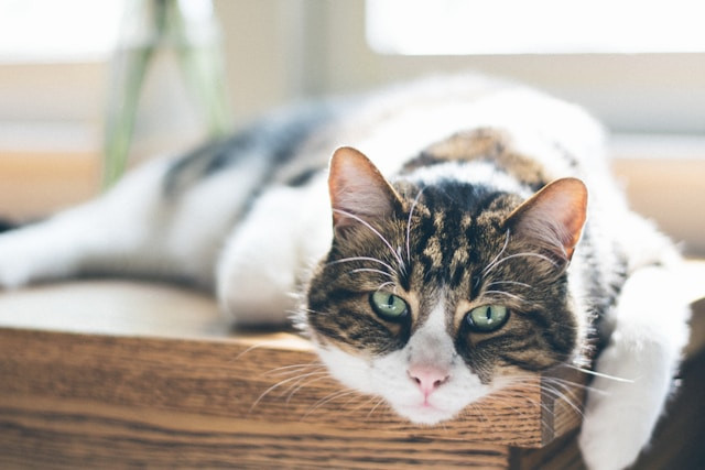 Ilustrasi Kucing Tertua di Dunia. Sumber: Unsplash/NathanFertig