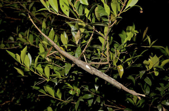 Spesies serangga tongkat baru yang ditemukan di Queensland bergelantungan di dahan pohon selama musim hujan, di Queensland, Australia, dalam gambar selebaran ini yang diperoleh Reuters, Jumat (1/8/2025). Foto: Professor Angus Emmott, James Cook University via REUTERS