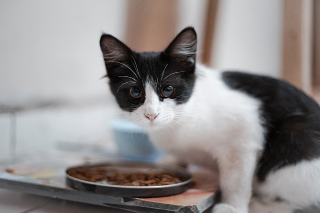 Ilustrasi dry food kucing terbaik - mohammad reza - unsplash