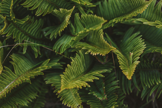 Ilustrasi Apa Ciri-Ciri Tanaman Kekurangan Air. Sumber: Unsplash/Cyrus Crossan