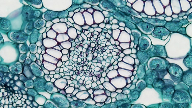 Ilustrasi organel sel tumbuhan dan fungsinya. Foto: Bioscience Image Library by Fayette Reynolds / Unsplash