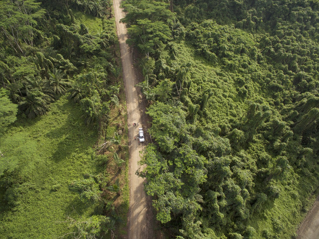 Ilustrasi akses jalan di tengah hutan Foto: Dok. Istimewa