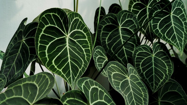 pic of a money tree Money Tree