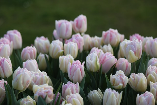 makna bunga tulip, Photo by Chengyu Wang on Unsplash