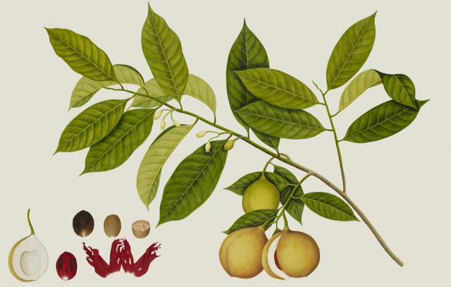 Ilustrasi Apa itu Tanaman Transgenik  Sumber Unsplash/British Library