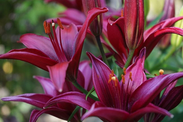 Ilustrasi arti bunga lily hitam. Sumber: Pixabay/HMDG