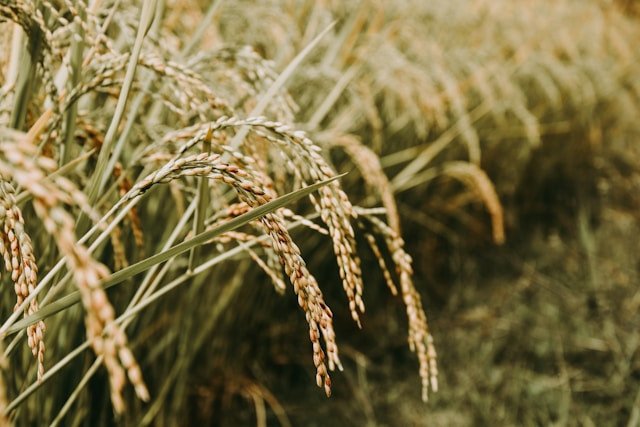 Ilustrasi apa itu Cahokia Rice. Foto: Unsplash/Chandra Oh