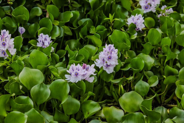 tanaman yang hidup di air, Photo by Mr. Pugo on Unsplash