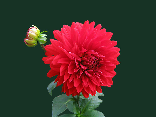 Arti bunga dahlia. Pexels/Pixabay