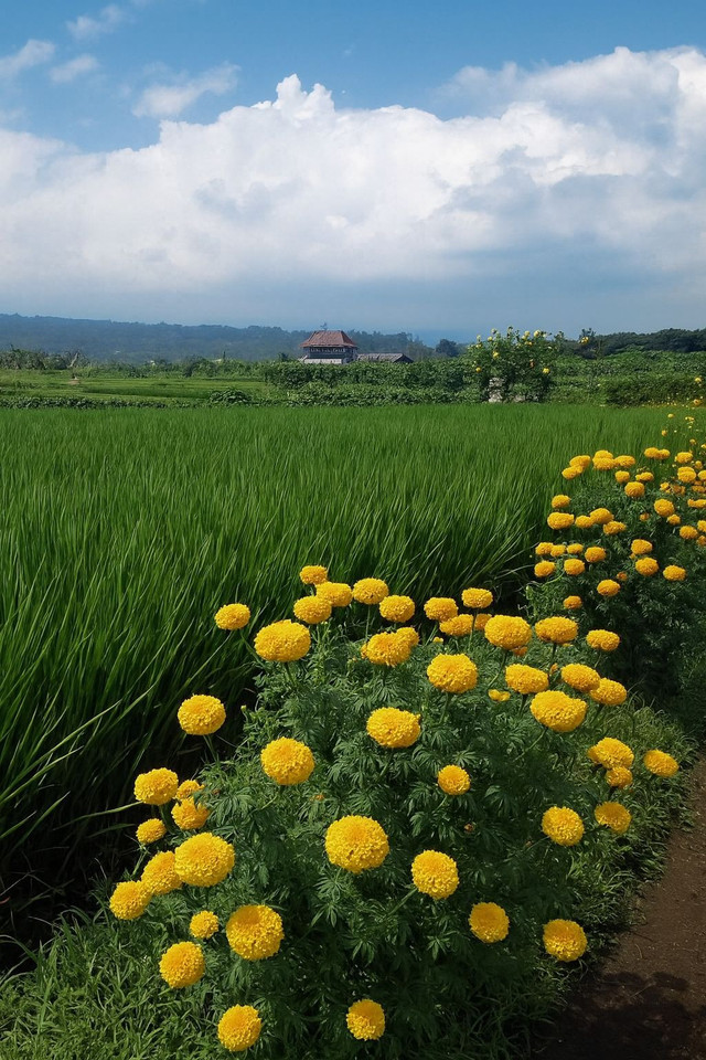 Ilustrasi : Bunga Marigold di antara sawah sebagai NBS. Foto : Getty Images