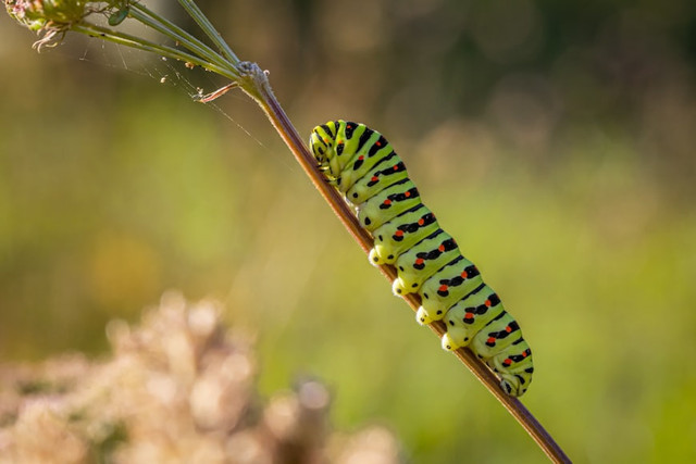 Ilustrasi Ulat, Foto:Unsplash/Erik Karits