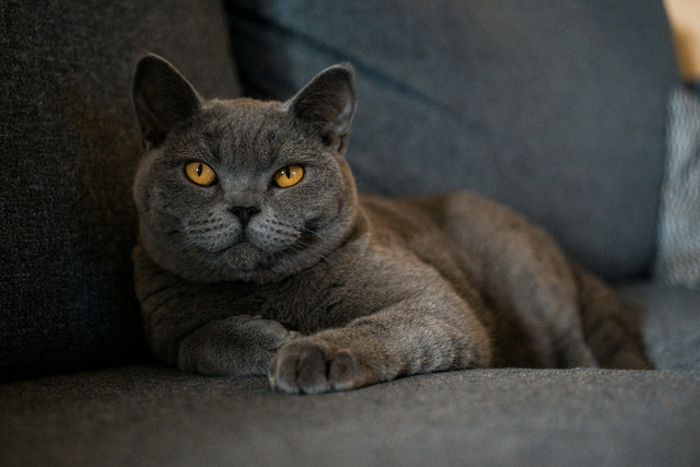 Ilustrasi Cara Memelihara Kucing di Apartemen Kecil. Sumber: Unsplash/BorisDebusscher.