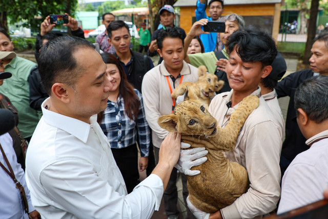 2 Bayi Singa Lahir di Kebun Binatang Surabaya, Besok Dikenalkan ke Publik