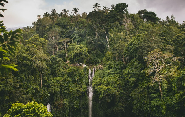 Ilustrasi Jelaskan Peran Hutan sebagai Salah Satu Sumber Daya Alam Penting di Indonesia  Sumber Unsplash/Aleksandra Dementeva