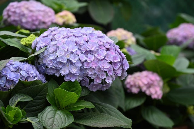 Makna bunga hydrangea. Foto hanya ilustrasi. Sumber: Pexels