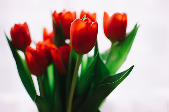 Ilustrasi untuk arti bunga tulip merah. Sumber: pexels.com/Lisa from Pexels