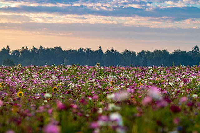 Taman Bunga Sembalun. Foto hanya ilustrasi bukan sebenarnya. Sumber foto: Pexels/Daniel B. Fotografie
