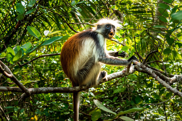 Monyet Colobus Merah Fao. Foto: Shutterstock