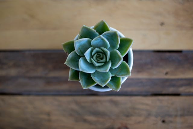 Ilustrasi jenis sukulen yang cocok untuk indoor. Sumber foto: Pexels/Wendy van Zyl