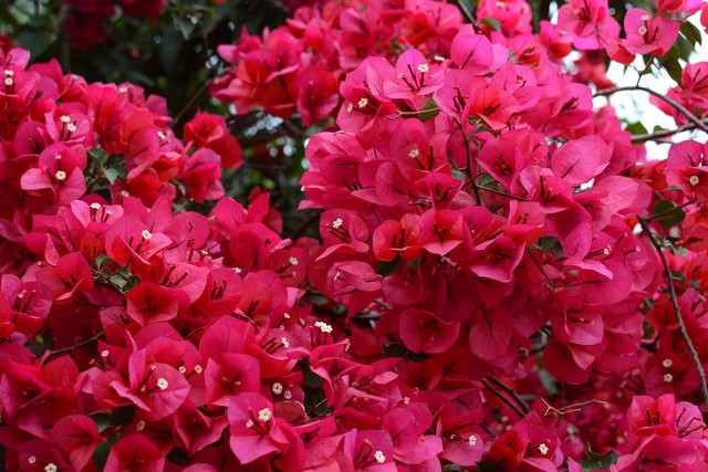 Ilustrasi Tanaman Hias Outdoor Tahan Panas dan Hujan . Sumber: Unsplash/wild0wild