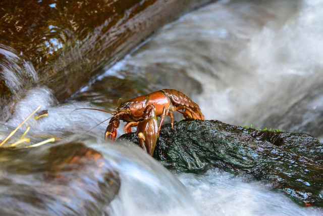 Salah satu jenis udang karang atau sering disebut "Lobster Air Tawar" (Sumber Gambar: pixabay)