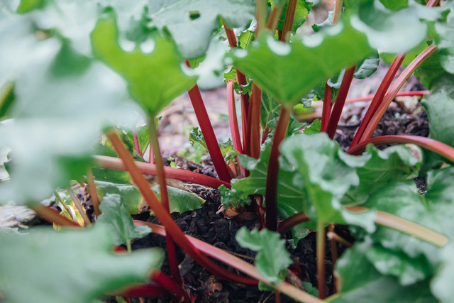 Ilustrasi cara menanam rhubab di grow a garden. Sumber: kaori nohara/unsplash