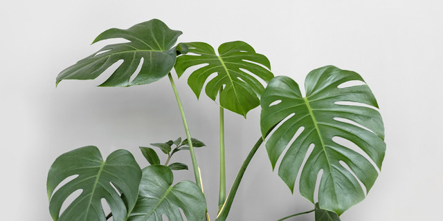 Ilustrasi monstera (freepik)