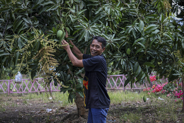 Mashuri, petani mangga Desa Gondoharum, menunjukkan pohon yang mulai berbuah di Perbukitan Patiayam, Kudus, Selasa (12/8/2025). Foto: Aditia Noviansyah/kumparan