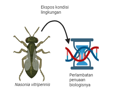 Ilustrasi proses perlambatan proses penuaan Nasonia vitripennis (Karya pribadi: Dibuat dengan BioRender)