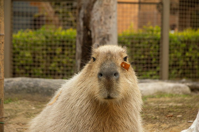 Capybara Cafe Jakarta. Foto hewan capybara sebagai ilustrasi, bukan tempat sebenarnya. Sumber foto: Unsplash-Hoyoun Lee