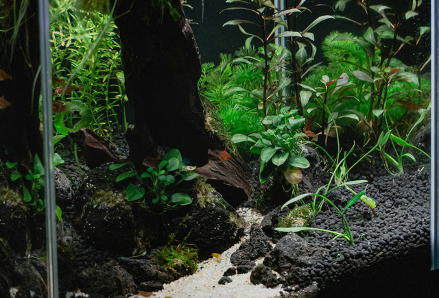 Ilustrasi tanaman aquascape di sawah - Sumber: unsplash.com/@shots