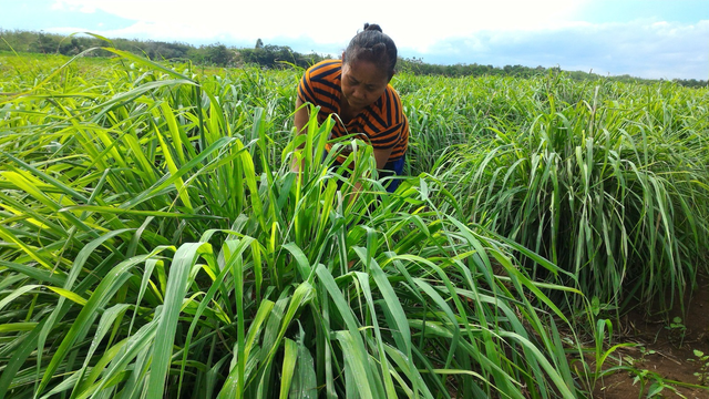 DDistillers sebagai UMKM binaan PT Pertamina (Persero) berhasil ubah lahan kering menjadi tanaman budidaya atsiri, sumber penghidupan dan lapangan kerja lebih dari 2.000 warga desa. Foto: Dok. Pertamina