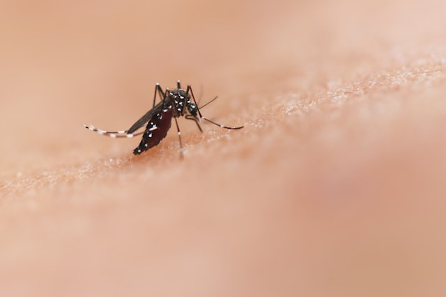 Berapa Durasi Siklus Normal Telur akan Menjadi Nyamuk Dewasa. Foto adalah Nyamuk Dewasa. Sumber: Unsplash/National Institute of Allergy and Infectious Diseases