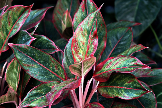 Ilustrasi cara merawat tanaman aglaonema agar warna daun cerah. Sumber foto: Pixabay/ ignartonosbg