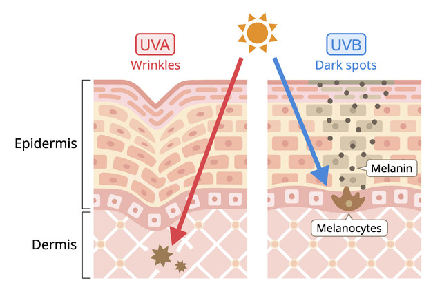 Ilustrasi bahaya sinar UVA dan UVB terhadap kulit manusia. Foto: tomokotoda/Shutterstock
