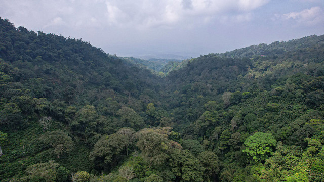 Foto udara menunjukkan lereng gunung Muria di Desa Colo, Kudus, Senin (11/8/2025). Foto: Faiz Zulfikar/kumparan