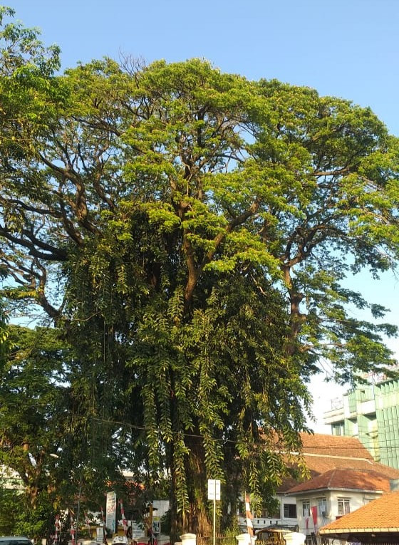 Ficus elastica tumbuh melilit pada pohon trembesi yang tumbuh di sisi jalan raya (Foto: Ade Y Yuswandi)