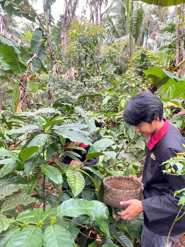 Mahasiswa PMM UMM yang sedang memanen kopi di kebun kopi milik Pak Basir salah satu petani kopi di Desa Srimulyo
