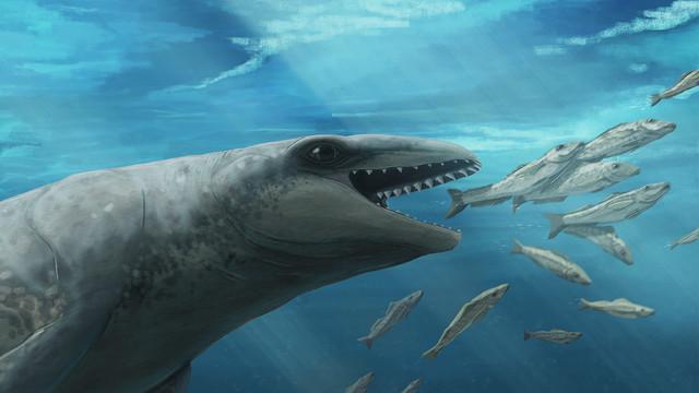 Ilustrasi spesies baru paus purba Janjucetus dullardi. Foto: Ruairidh Duncan/Museums Victoria Research Institute